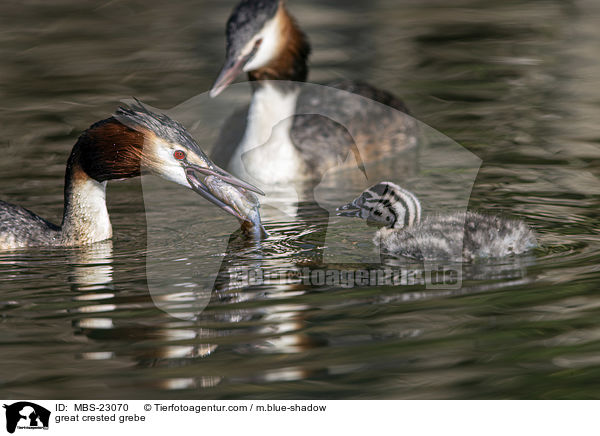 great crested grebe / MBS-23070