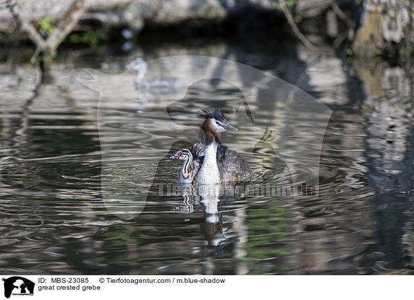 great crested grebe / MBS-23085
