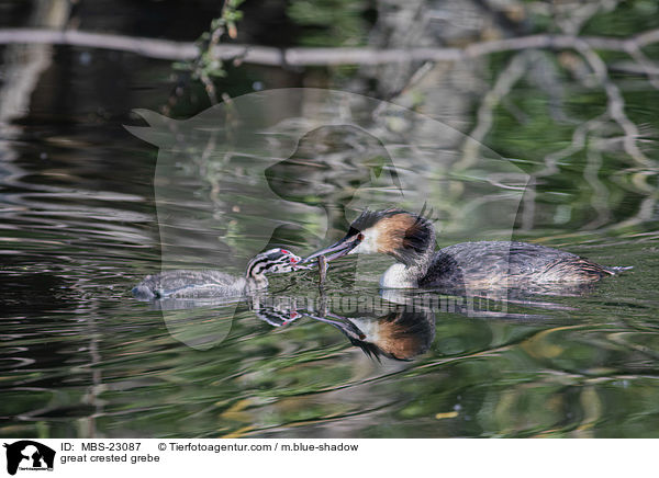 great crested grebe / MBS-23087