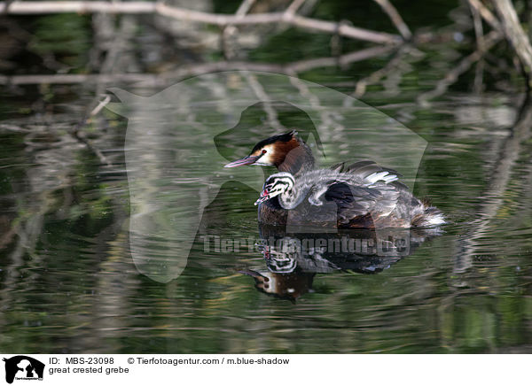 great crested grebe / MBS-23098