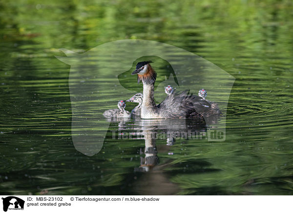 great crested grebe / MBS-23102