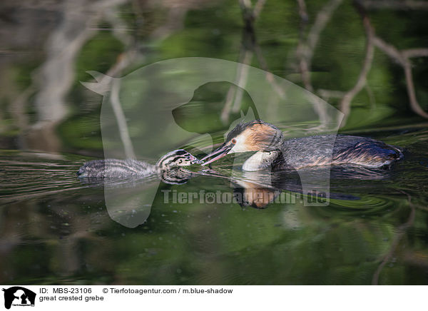great crested grebe / MBS-23106