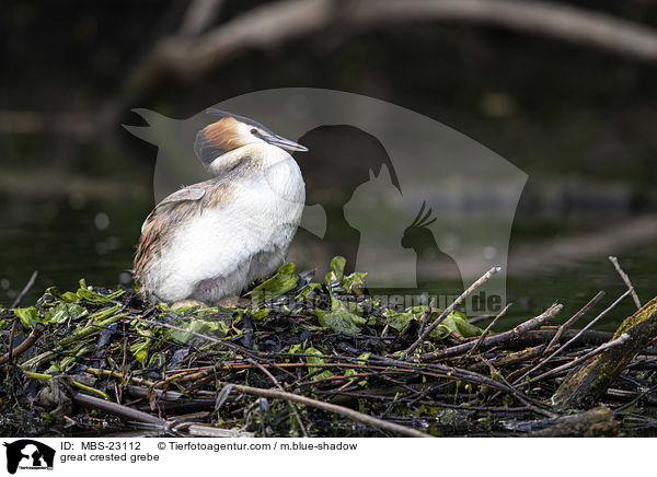 great crested grebe / MBS-23112