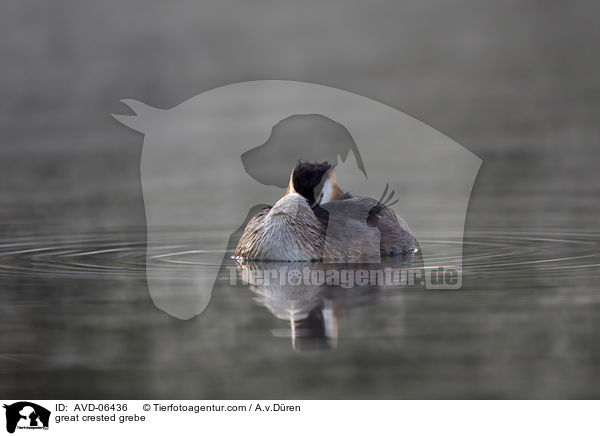 great crested grebe / AVD-06436