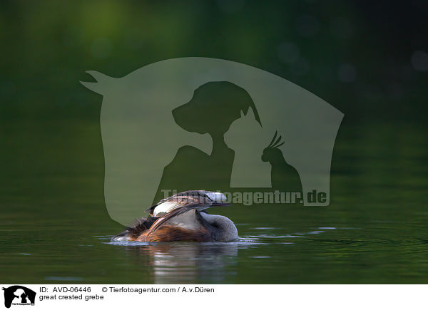 great crested grebe / AVD-06446