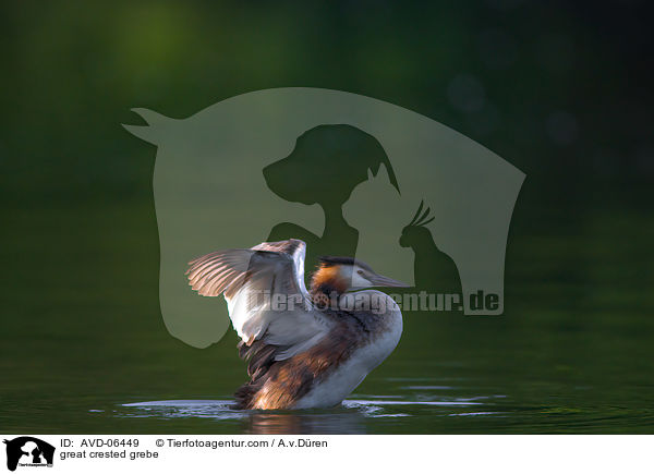 great crested grebe / AVD-06449