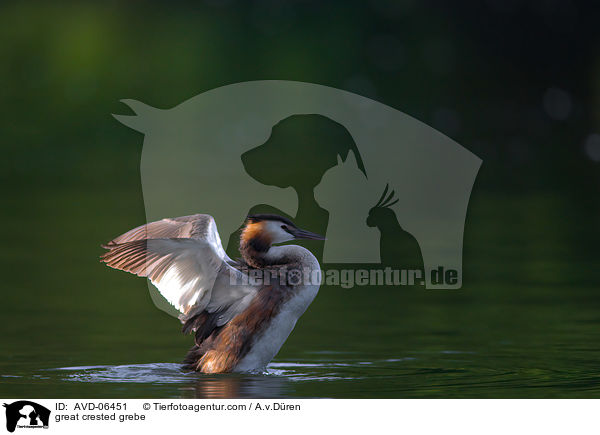 great crested grebe / AVD-06451