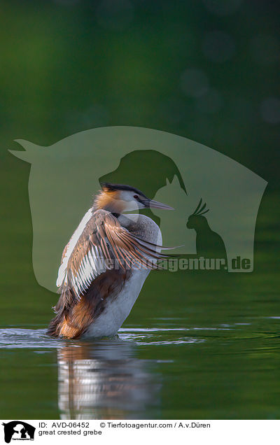 great crested grebe / AVD-06452