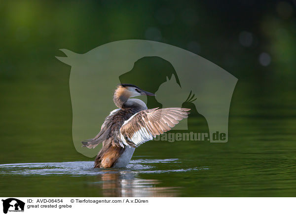 great crested grebe / AVD-06454