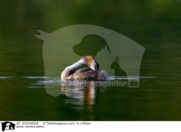 great crested grebe / AVD-06458