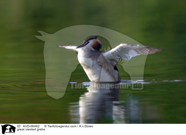great crested grebe / AVD-06462