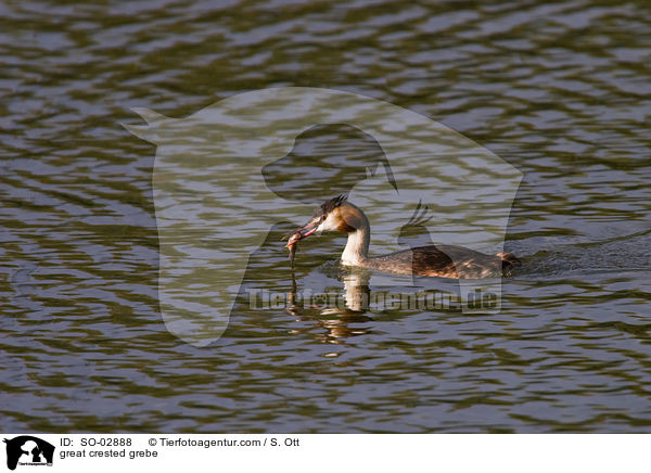 great crested grebe / SO-02888