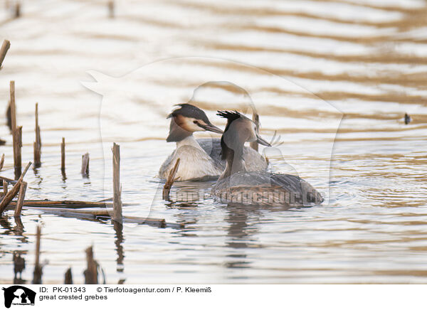 great crested grebes / PK-01343