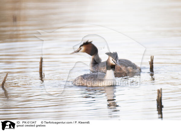 great crested grebes / PK-01347