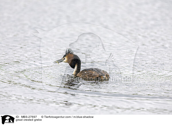 great crested grebe / MBS-27697