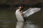 great crested grebe