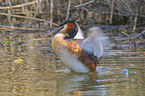 great crested grebe