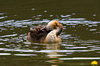 great crested grebe