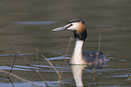 great crested grebe