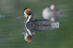 great crested grebe