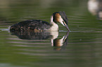 great crested grebe