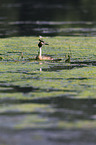 great crested