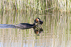 great crested grebe