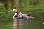 great crested grebes