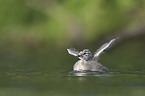 Great Crested Grebe