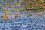 great crested grebe