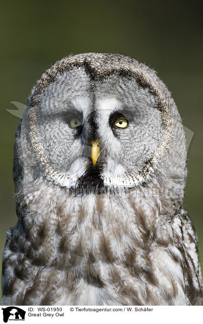 Great Grey Owl / WS-01950