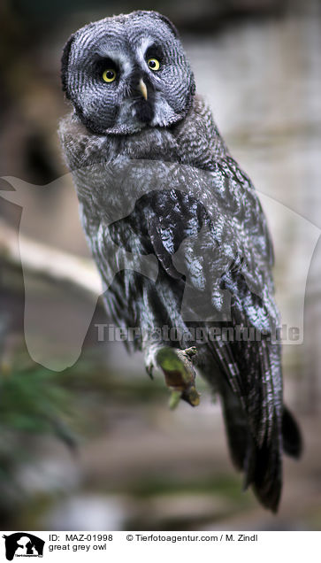 great grey owl / MAZ-01998