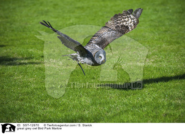 great grey owl Bird Park Marlow / SST-12870