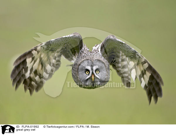great grey owl / FLPA-01992
