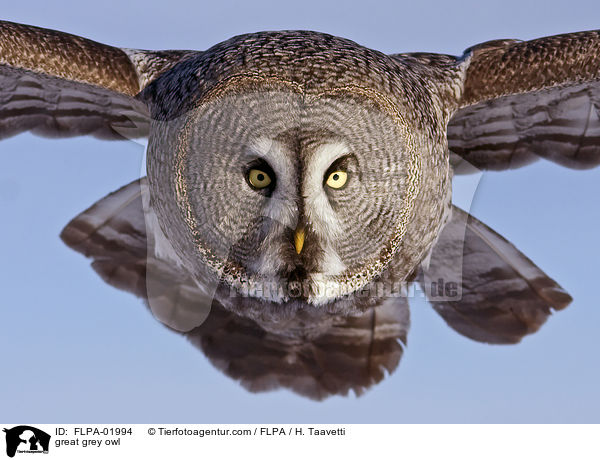 great grey owl / FLPA-01994