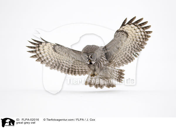great grey owl / FLPA-02016
