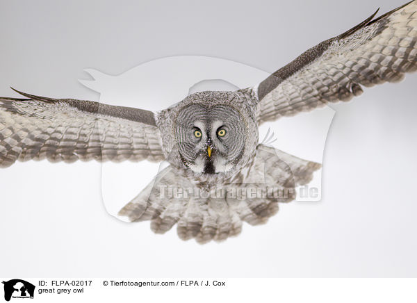 great grey owl / FLPA-02017