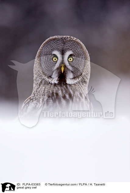 great grey owl / FLPA-03383