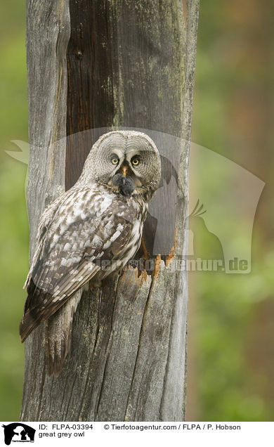 great grey owl / FLPA-03394