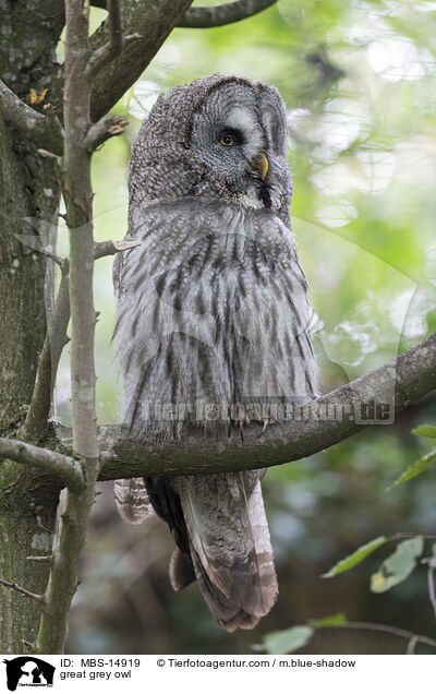 great grey owl / MBS-14919