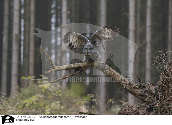great grey owl / PW-02790