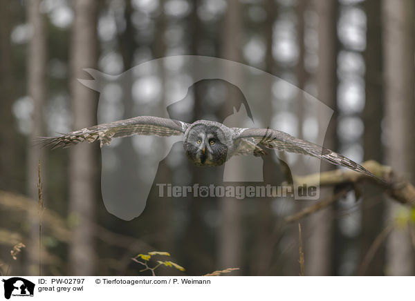 great grey owl / PW-02797