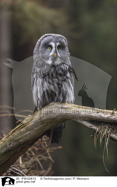 Bartkauz / great grey owl / PW-02813