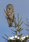 great grey owl