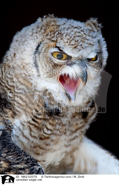 Kanadischer Uhu / canadian eagle owl / MAZ-02079