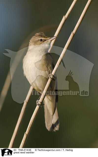 great reed warbler / THA-01436