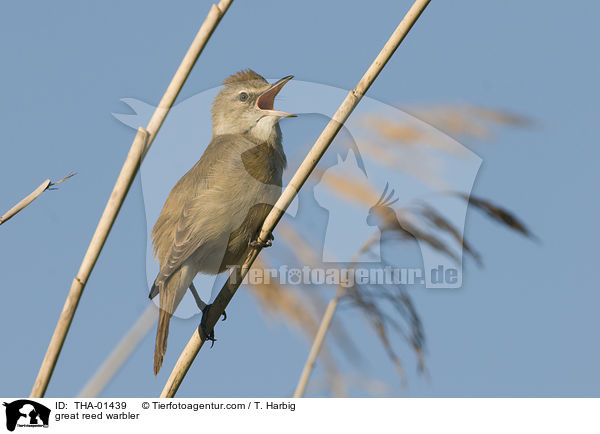 great reed warbler / THA-01439