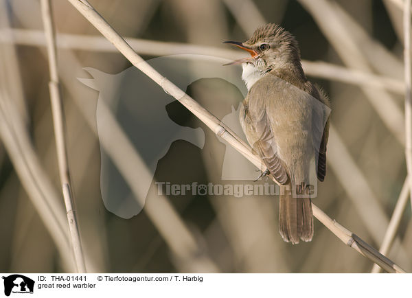 Drosselrohrsnger / great reed warbler / THA-01441