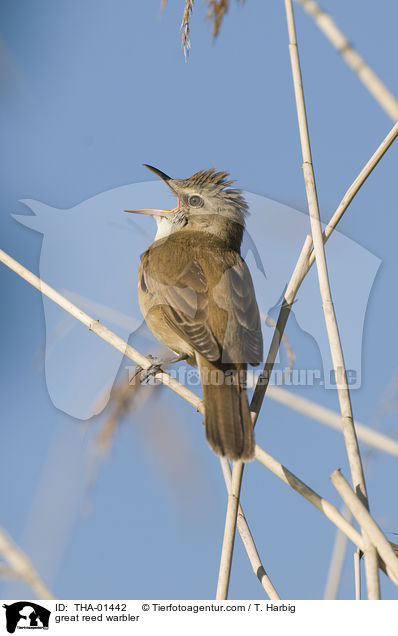 Drosselrohrsnger / great reed warbler / THA-01442