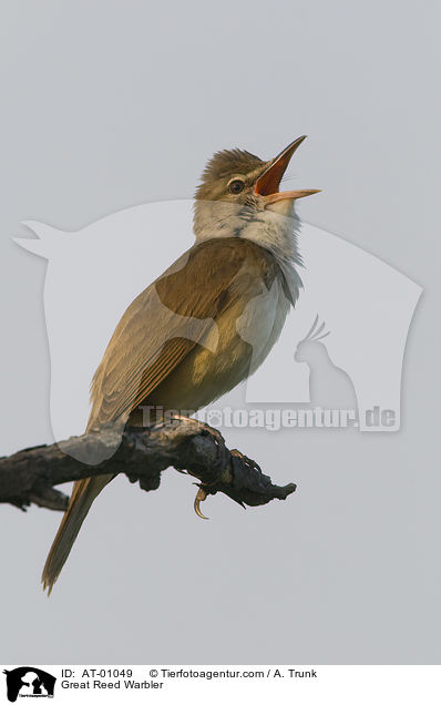 Great Reed Warbler / AT-01049